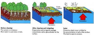 Irrigating with Salty Water Causes Salinity in the Soil