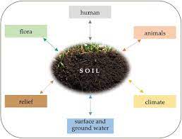 Soil Microorganisms have a Favourable Influence