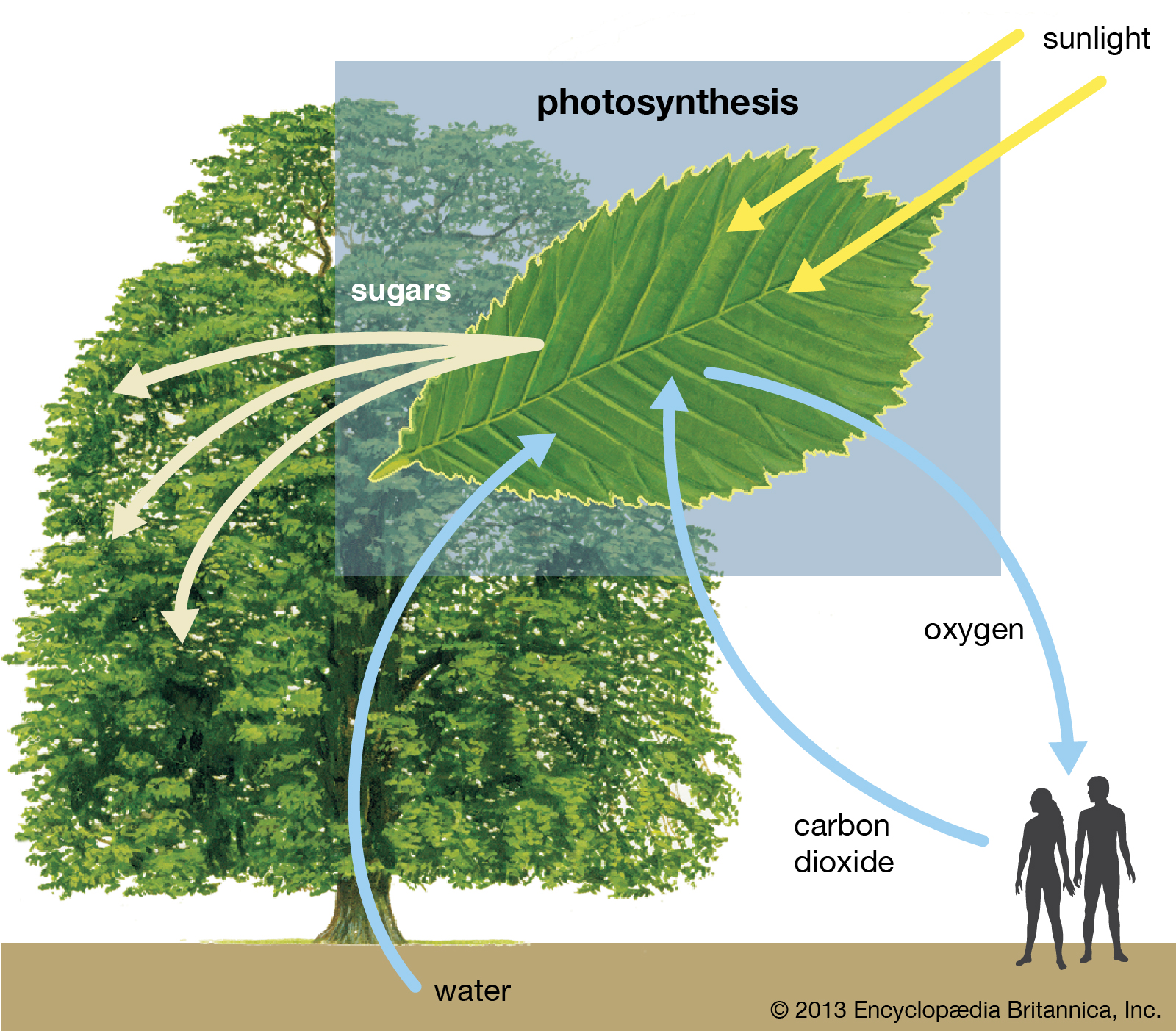 A Photosynthesis-absorbing  Chemical Compound Found in Plants
