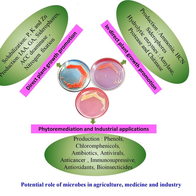 Plant Surface by Enzymatic Discharges of the Microorganism