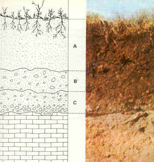 A Brief Note on Sources of Soil Biology