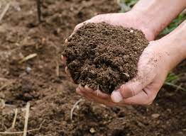 Plant Pathogens and Food Availability: A Source