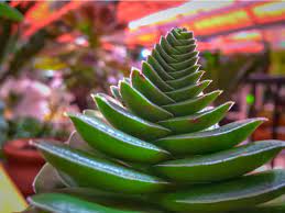 Meristem Identity and Phyllotaxis in Inflorescence Development