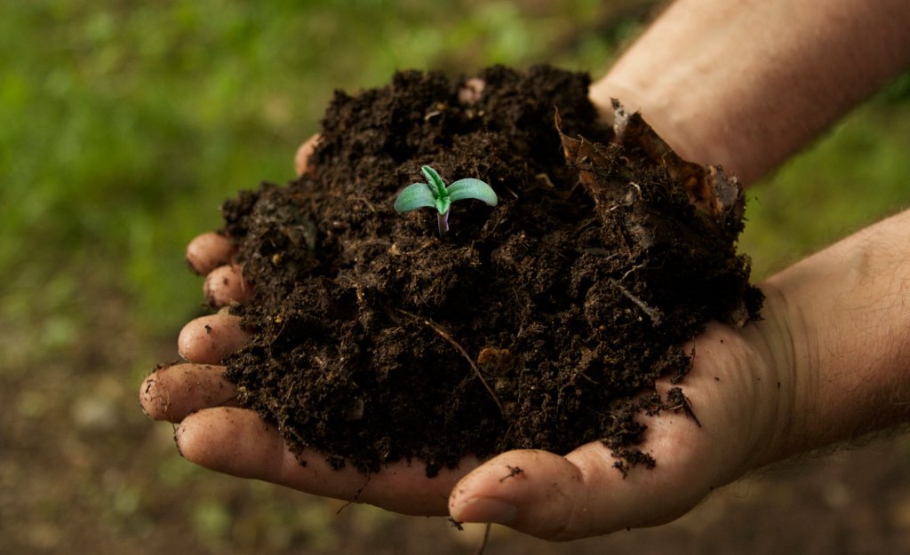 The Response of Soil Health to Different Tillage Practices in Organic Viticulture Farming