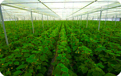 A Combined Condition of Hydroponic Effects on Growth and Cadmium Distribution of Impatiens (Impatiens Walleriana)
