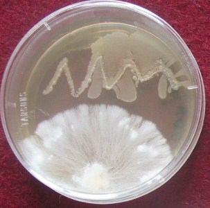 Study on IAA Producing Rhizobacterial Isolates and Their Effect in Talc-Based Carrier on Some Plants