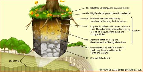 Topography and Depth Influences on Soil Nitrogen and Carbon Sequestration