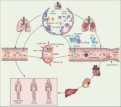 Viral Respiratory Infection Pathogenesis