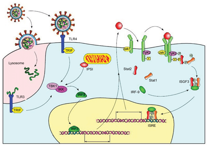 A Brief Note on Virus Infections and Interferons