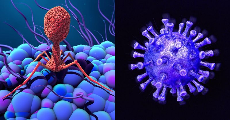 Bacteriophages Benefits and Drawbacks in the Treatment of Bacterial Infections