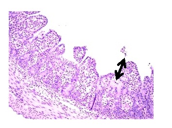 A Brief Overview of Porcine Enteric Diarrhoea Virus