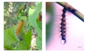 Genome sequencing, Analysis and Characterization of Baculovirus Infecting the Caterpillar, Spilosoma Obliqua Walker (Arctiidae) (Insecta: Lepidoptera) from India