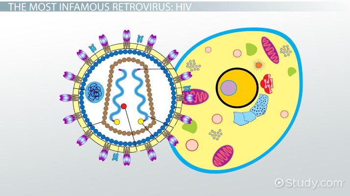 Human Retroviral Infections in Viral Genome Organization