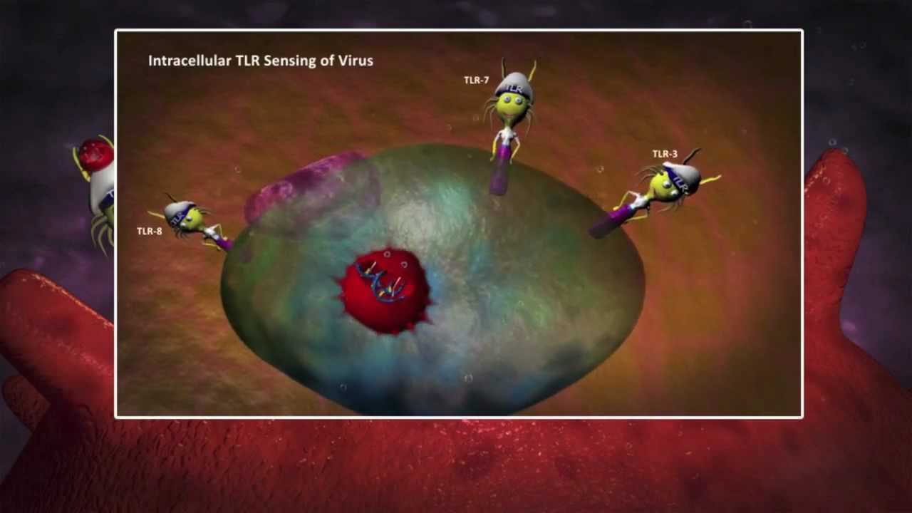 Short Note on viral immunology