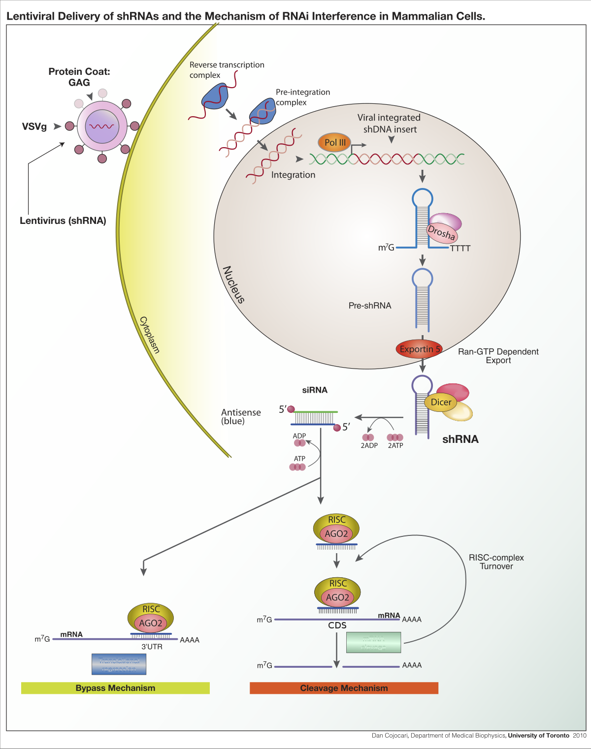 RNA Interference Technique