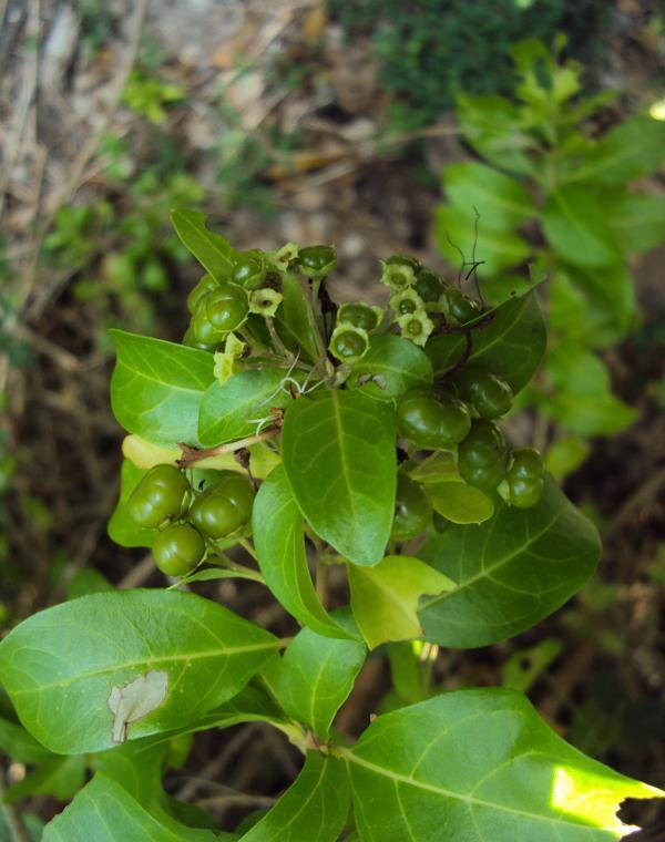 Efficacy of Virus Inhibitory Agent (VIA), Isolated  from Host Plants Treated with Purified Clerodendrum aculeatum Phytoprotein Alone and in Combination with Bioenhancers