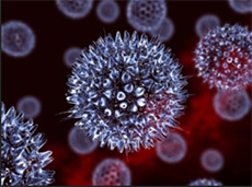 The Lipid Rafts in Caprine herpesvirus type 1: Preliminary Study on Viral Infection in vitro