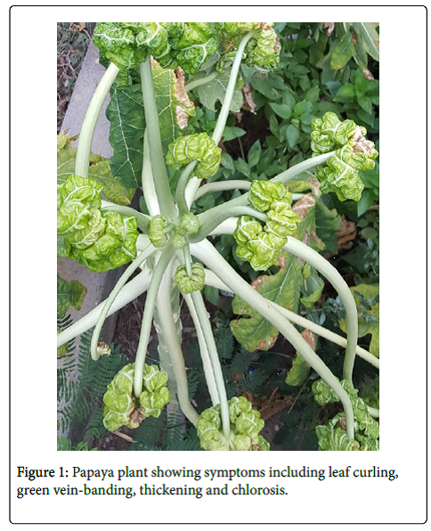 First Report of a Tomato yellow leaf curl virus Isolate Most Closely Related to a Previously Reported Begomovirus in Iran-Associated with Symptomatic Papaya Trees in
Oman