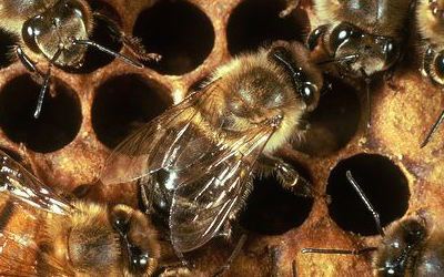 Bee Viruses: An Emerging Problem That Need BetterDiagnosis, Prevention and Control Strategies