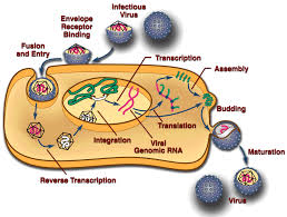 Role of Coatomer Protein I in Virus Replication