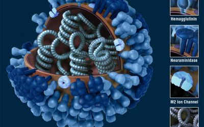 Development of an Indirect-Elisa to Detect Antibodies against Porcine Reproductive and Respiratory Syndrome Virus Nucleocapsid Protein in Gansu China