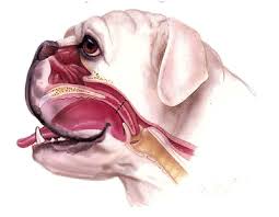 Canine soft palate on MRI: A comparative study between brachycephalic and non-brachycephalic breeds
