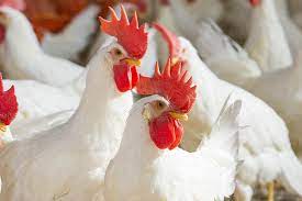 Extruded Bio-Based Polymers of Poultry by-products