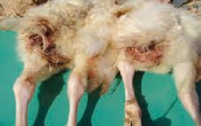 Chicken Amyloid Arthropathy Caused by Mycoplasma Synoviae Infection in Japan