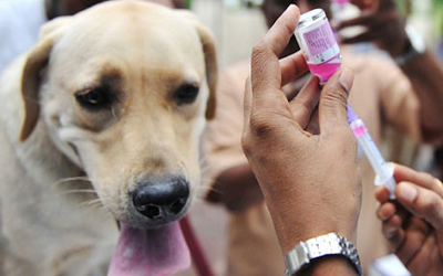 Utility of Skin Biopsy Sample for Rabies Diagnosis in Dogs