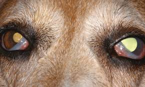 Effect of Long-term Topical Application of 0.005% Latanoprost on Intraocular Pressure Uncontrolled by Multiple or Single Drug Therapy in Dogs with Secondary Glaucoma