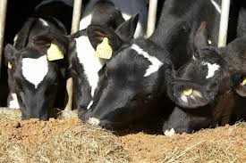 Aluminium Silicate Clay as Mycotoxin Adsorbent in Dairy Cattle Feed