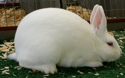 New Zealand White Rabbits Fed High Cholesterol Diets Develop Morbid Systemic Diseases before Intracranial Atherosclerosis is
Detected