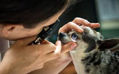 Past Conference Report on Veterinary & Animal Science scheduled during June 17-18, 2019 at Montreal, Canada