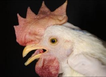 Large scale Production of I-2 thermostable Newcastle Disease Vaccine in Sudan