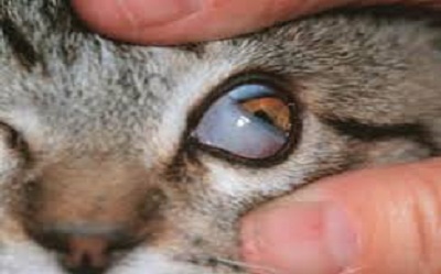 Bilateral Adenocarzinoma of the Lower Eyelid in a Cat Affecting Serial Meibomian Glands