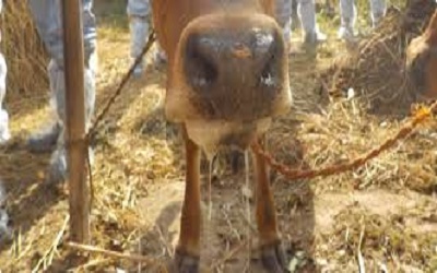 Detection of Foot and Mouth Disease Virus (FMDV) in Cloven-hoofed Animals from Different Areas of Bangladesh