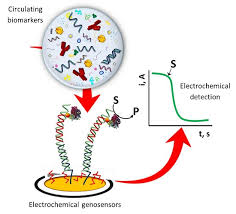 An Amperometric Genosensor for Detection of Virus Causing Marek’s Disease in Poultry