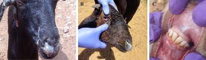 Comparative Clinical, Histopathological and Molecular Approaches for PPR Diagnosis in Naturally Infected West African Dwarf (WAD) Goats