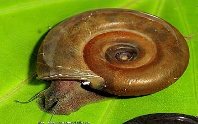 Effects of Schistosoma mansoni Infection on the Survival, Fecundity, and Triacylglycerol Content of Biomphalaria glabrata Snails