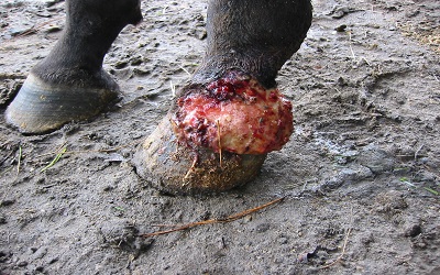 Scrotal Pythiosis in a Draft Horse
