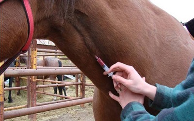 Optimal Methods for Blood Collection and RNA Extraction in Horses