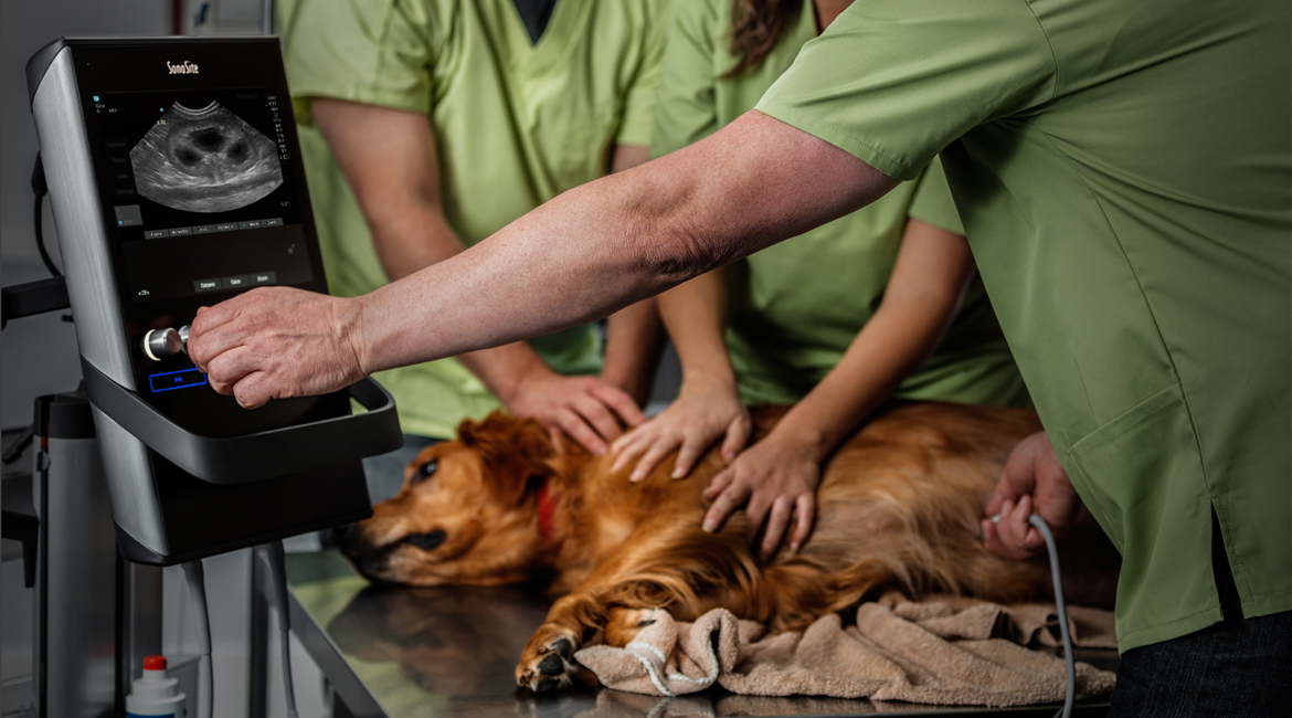 Ultrasonography is that the Second Most Typically Used Imaging Format in Veterinary Applies