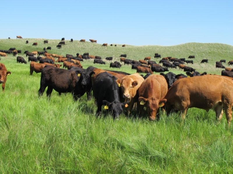 Livestock systems have both Positive and Negative Effects on the Natural Resource
