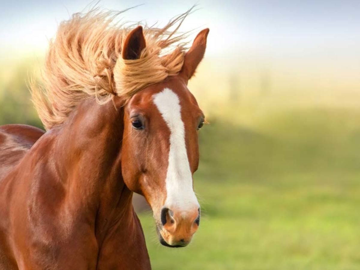 Horses Can Suffer the Same Kind of Diseases That Most Mammals, Including Human Beings