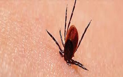 First Detection of Lyme Disease Spirochete Borrelia burgdorferi in Ticks Collected from a Raptor in Canada