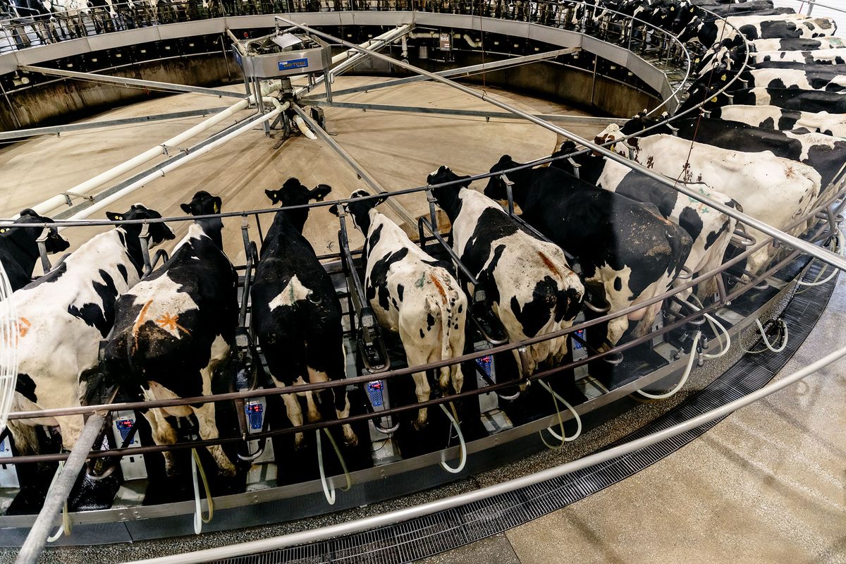 Dairy Farm Cows Consume Of Water for Each Gallon of Milk Production