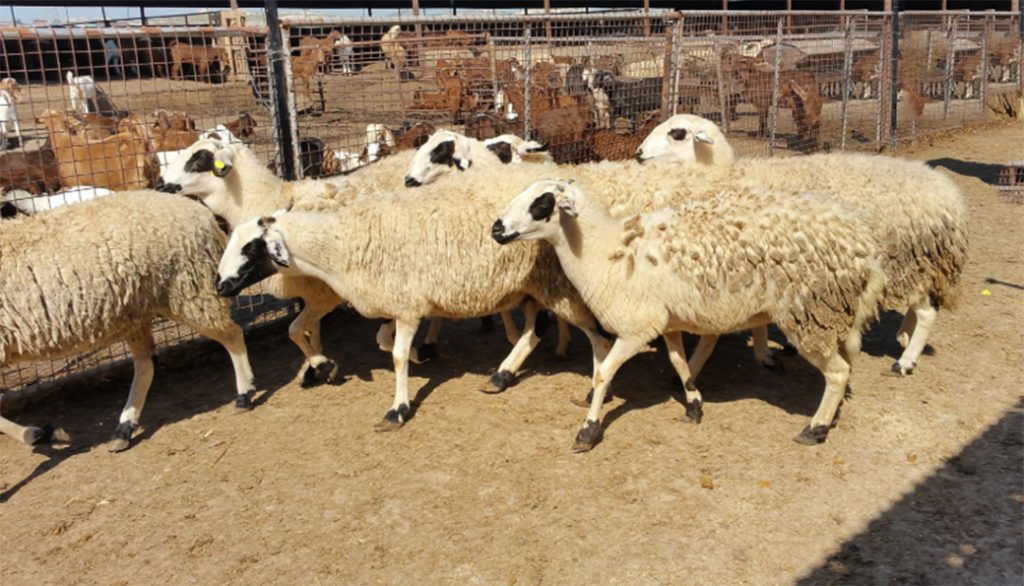 Reproduction Performance in Sarda Breed Sheep and Small Ruminants
