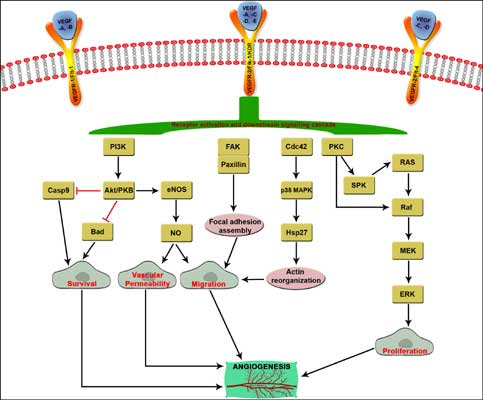 Vascular Endothelial Growth Granulosa Cells of Preovulatory Follicles Harvested