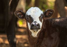 Supplementing Young Cattle Genetic Resources Vaccinated & Development of Acaricide Resistance