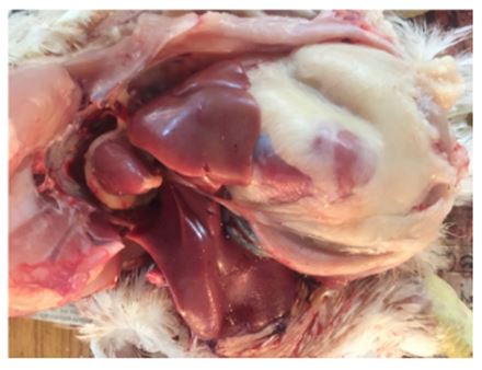 Safety and Therapeutic Efficacy of Tolfenamic Acid in Poultry and, Animal in Bangladesh